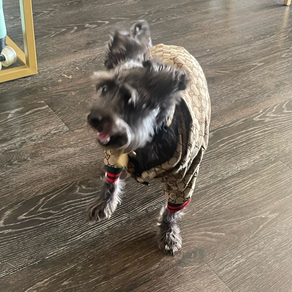 Mini Dog Jacket 🤎 - Picture 3 of 6